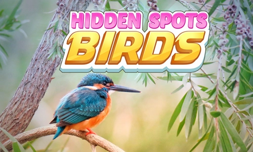 Hidden Birds